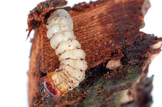 Tree pest bark beetle larvae feed on phloem and xylem of trees