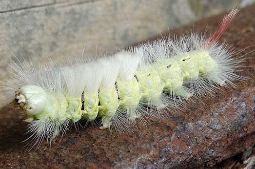 Tree pest tussock moth caterpillar